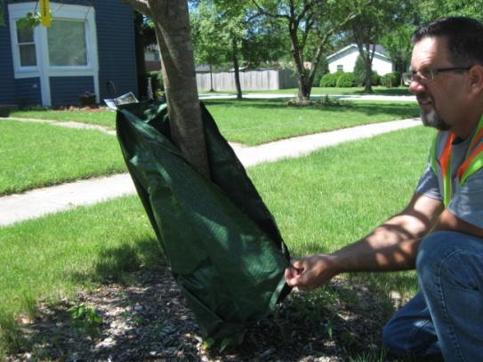 Tree Watering Step 1