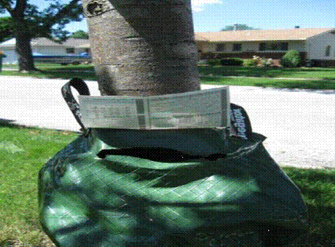 Tree Watering Step 2