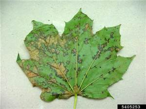 anthracnose