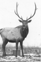 Elk - black & white