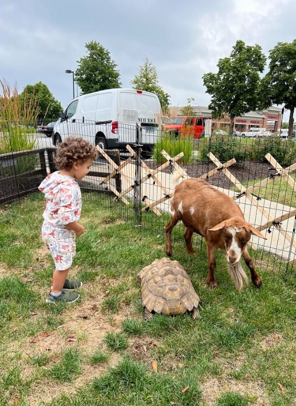 petting zoo